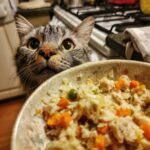 Amazing Healthy Indoor Cat Meal You'll Love 11 A cat looking at a bowl of a Healthy Indoor Cat Meal with anticipation.
